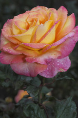 Rosa x / Rose 'Tropical Skies'