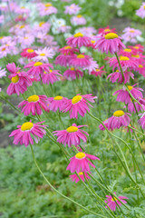 Close-up single purple flower on a green background