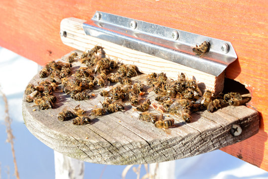 Dead honey bees - poisoned by pesticides and GMOs