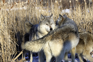 Canis lupus / Loup commun