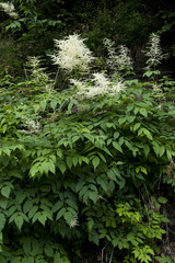 Aruncus dioicus / Aronce dioïque