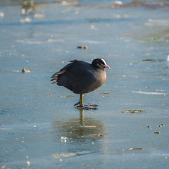     Eurasian Coot, Fulica atra in winter, on a ice cold lake 