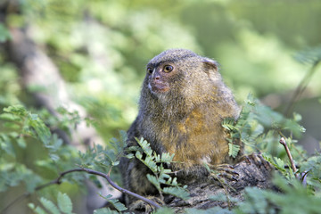 Callithrix pygmaea / Ouistiti pygmé