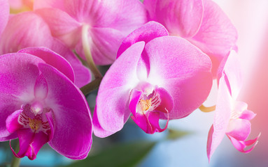 Fototapeta na wymiar pink orchid closeup