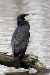 Phalacrocorax carbo  / Grand cormoran
