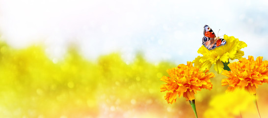 Colorful  marigold on the background of the summer landscape. bu © alenalihacheva