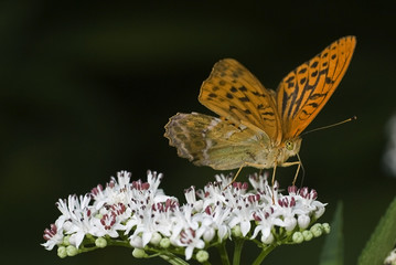 Argynnis paphia / Tabac d'Espagne