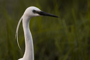 Egretta garzetta / Aigrette garzette