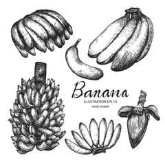 Banana hand drawn collection by ink and pen sketch. Isolated vector design for fruit and vegetable products and health care goods.