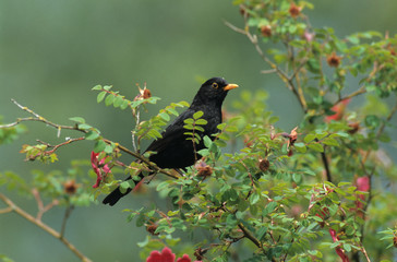 Turdus merula / Merle noir