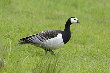 Branta leucopsis / Bernache nonnette