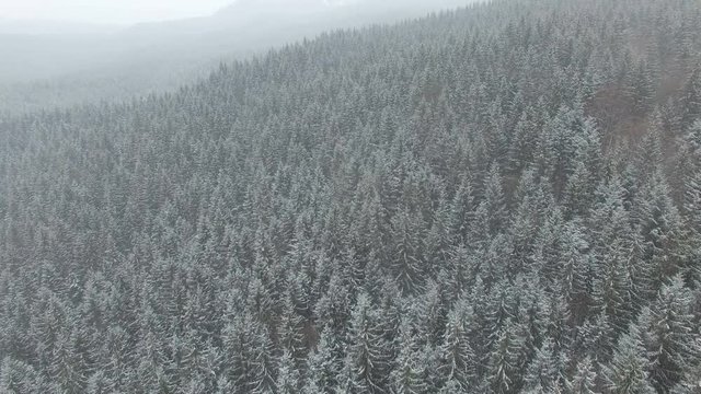 flying at low altitude over the winter forest
