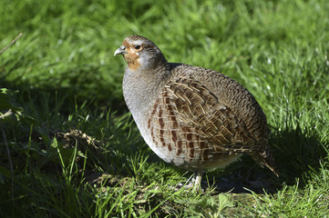 Perdix perdix / Perdrix grise