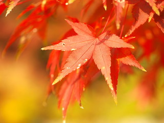 Japanese maple leaf