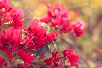 Beautiful Pink Bougainvillea tropical flower bush, natural blured background. Soft focus. Toned.
