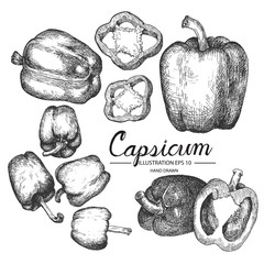 Capsicum or bell pepper hand drawn collection by ink and pen sketch. Isolated vector design for fruit and vegetable products and health care goods.