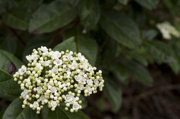 Viburnum tinus / Laurier-tin