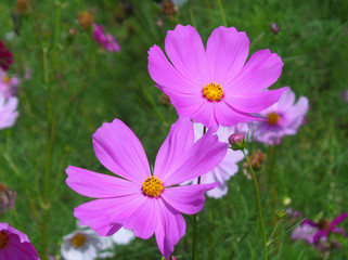 Pair of blooming vibrant pink color Cosmos flowers in the green grass field 