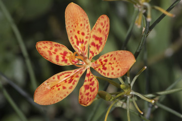 Belamcanda chinensis / Iris tigré / Fleur léopard