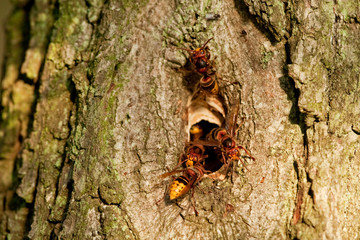 European hornet, vespa crabro, Czech republic