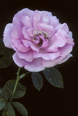 Rosa x / Rose 'Blossomtime'