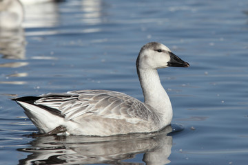 Anser caerulescens / Oie des neiges