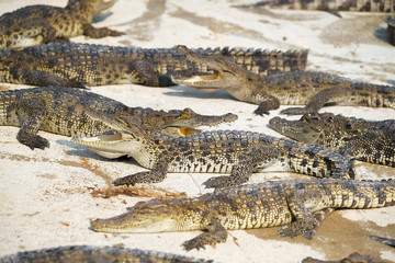 Fototapeta premium Water bodies on the Crocodile baby