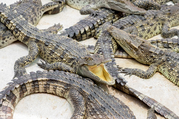 Crocodiles to sunbathe