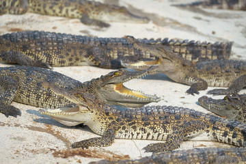 Fototapeta premium Water bodies on the Crocodile baby