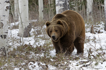 Ursus arctos horribilis / Ours brun / Grizzly