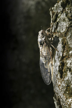 Cicada orni / Cigale de l'orne