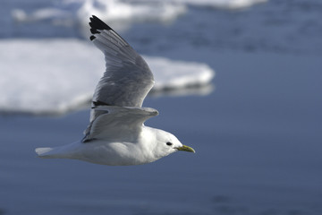 Rissa tridactyla / Mouette tridactyle