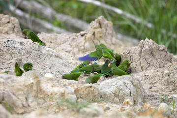 Brotogeris cyanoptera / Toui de Deville