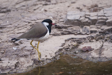 Vanellus indicus / Vanneau indien