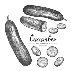 Cucumber hand drawn collection by ink and pen sketch. Isolated vector design for fruit and vegetable products and health care goods.