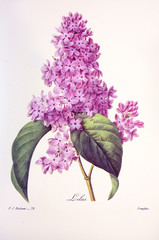 Plakaty  Syringa vulgaris / Lilas commun