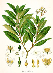 Illustration botanique / Laurus nobilis / Laurier noble - obrazy, fototapety, plakaty