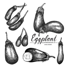 Eggplant hand drawn collection by ink and pen sketch. Isolated vector design for fruit and vegetable products and health care goods.