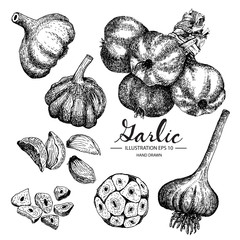 Garlic hand drawn collection by ink and pen sketch. Isolated vector design for fruit and vegetable products and health care goods.