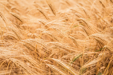 Обильный урожай зерновых. Созревшая рожь