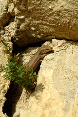 Podarcis muralis / Lézard des murailles