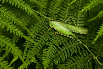 Tettigonia viridissima / Sauterelle verte