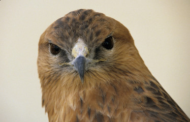 Buteo rufinus / Buse féroce