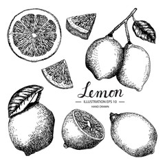 Lemon hand drawn collection by ink and pen sketch. Isolated vector design for fruit and vegetable products and health care goods.