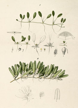 Illustration botanique / Halophila stipulacea