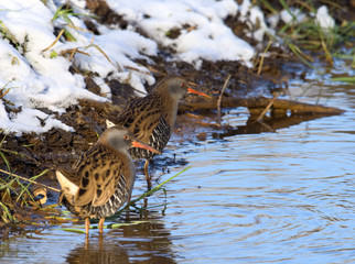 Water Rail ( Rallus aquaticus )