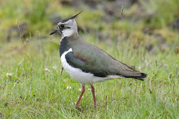 Vanellus vanellus / Vanneau huppé