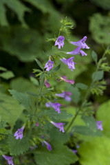 Calamintha grandiflora / Calament à grandes fleurs