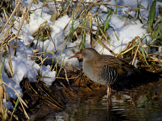 Water Rail ( Rallus aquaticus )