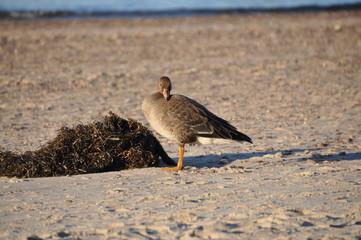 Gans am Meer